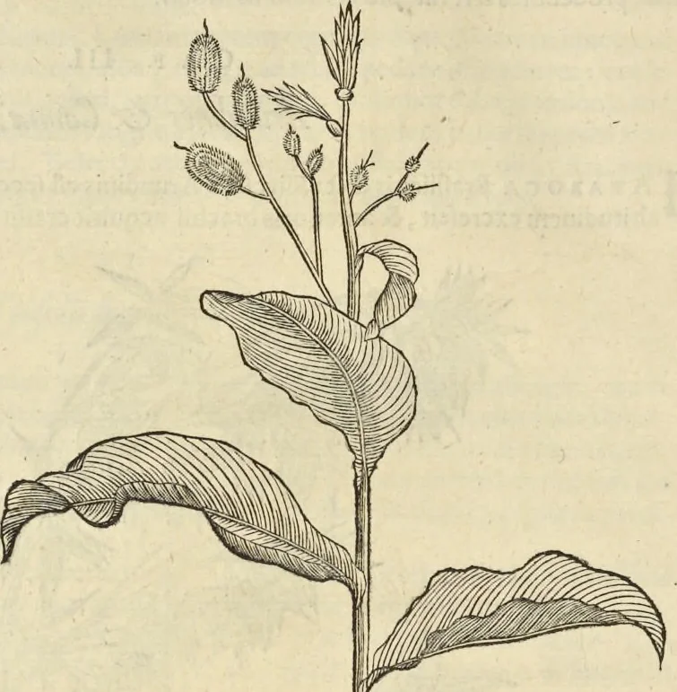 An illustration from Historia naturalis Brasiliae, : auspicio et beneficio illustriss. I. Mauritii Com. Nassau ... adornata : in qua non tantum plantæ et animalia, sed et indigenarum morbi, ingenia et mores describuntur et iconibus supra quingentas illustrantur, 1648, leaf 151