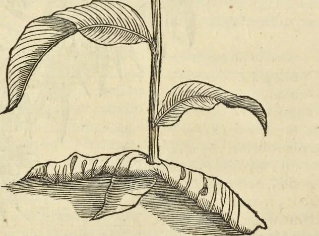 An illustration from Historia naturalis Brasiliae, : auspicio et beneficio illustriss. I. Mauritii Com. Nassau ... adornata : in qua non tantum plantæ et animalia, sed et indigenarum morbi, ingenia et mores describuntur et iconibus supra quingentas illustrantur, 1648, leaf 151