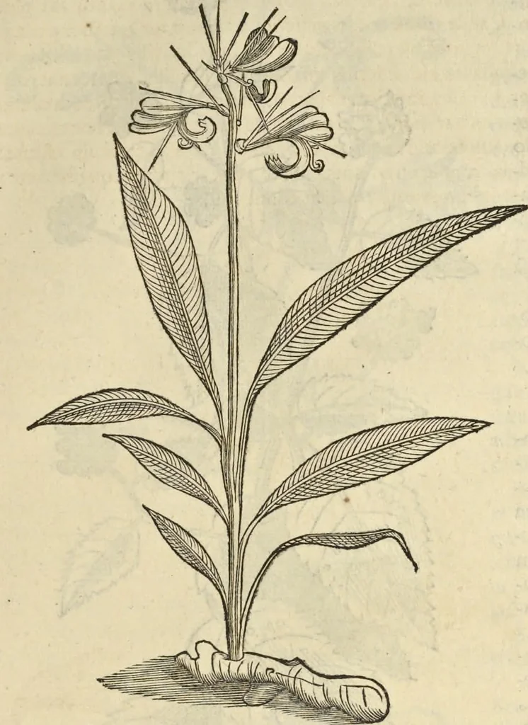 An illustration from Historia naturalis Brasiliae, : auspicio et beneficio illustriss. I. Mauritii Com. Nassau ... adornata : in qua non tantum plantæ et animalia, sed et indigenarum morbi, ingenia et mores describuntur et iconibus supra quingentas illustrantur, 1648, leaf 152