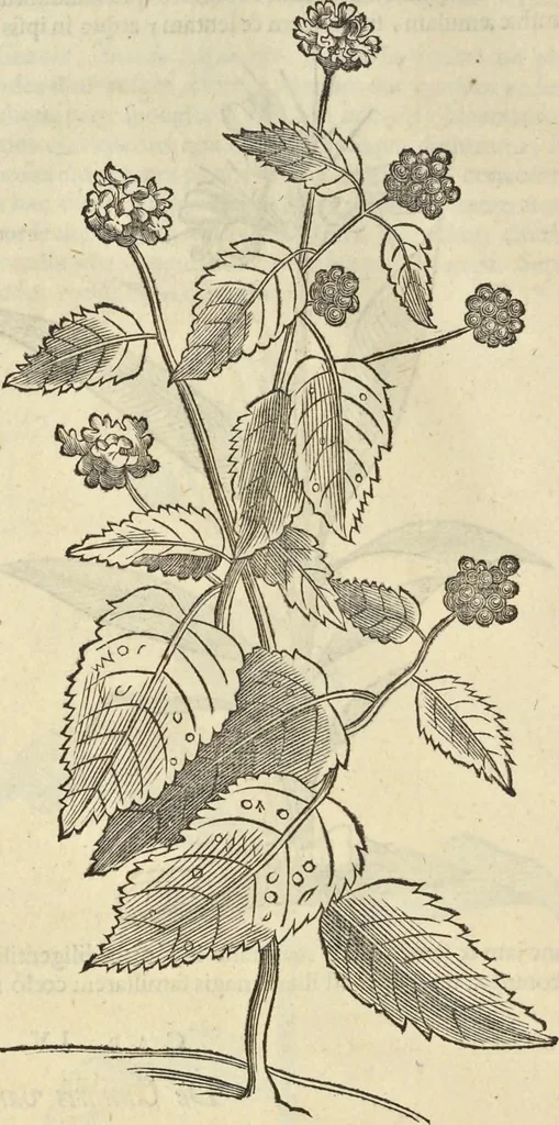 An illustration from Historia naturalis Brasiliae, : auspicio et beneficio illustriss. I. Mauritii Com. Nassau ... adornata : in qua non tantum plantæ et animalia, sed et indigenarum morbi, ingenia et mores describuntur et iconibus supra quingentas illustrantur, 1648, leaf 153
