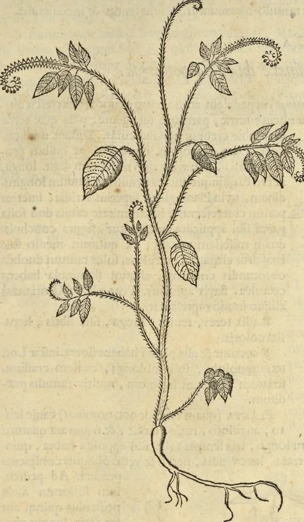 An illustration from Historia naturalis Brasiliae, : auspicio et beneficio illustriss. I. Mauritii Com. Nassau ... adornata : in qua non tantum plantæ et animalia, sed et indigenarum morbi, ingenia et mores describuntur et iconibus supra quingentas illustrantur, 1648, leaf 154