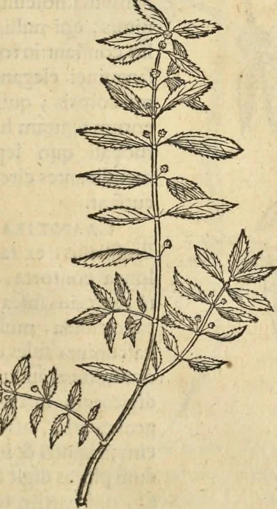 An illustration from Historia naturalis Brasiliae, : auspicio et beneficio illustriss. I. Mauritii Com. Nassau ... adornata : in qua non tantum plantæ et animalia, sed et indigenarum morbi, ingenia et mores describuntur et iconibus supra quingentas illustrantur, 1648, leaf 154