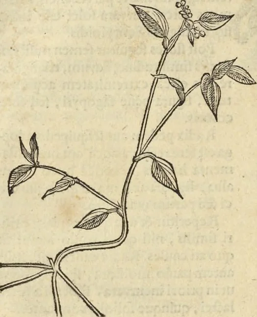 An illustration from Historia naturalis Brasiliae, : auspicio et beneficio illustriss. I. Mauritii Com. Nassau ... adornata : in qua non tantum plantæ et animalia, sed et indigenarum morbi, ingenia et mores describuntur et iconibus supra quingentas illustrantur, 1648, leaf 155
