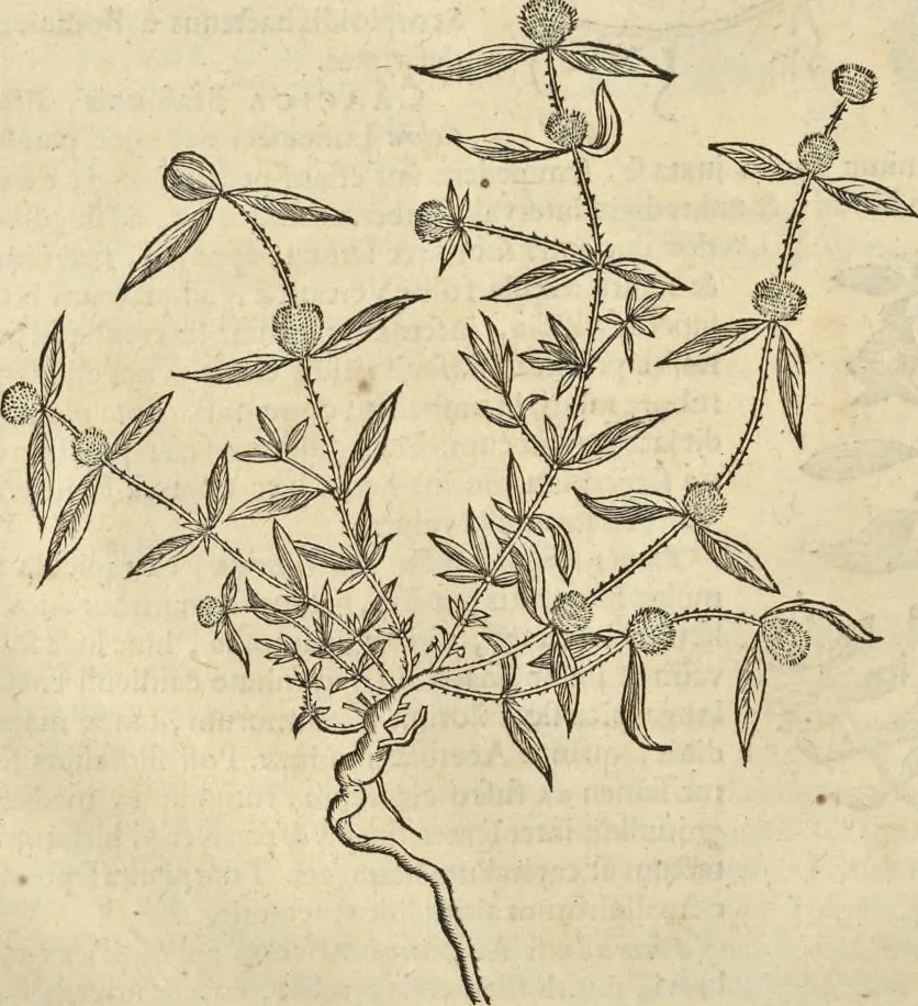 An illustration from Historia naturalis Brasiliae, : auspicio et beneficio illustriss. I. Mauritii Com. Nassau ... adornata : in qua non tantum plantæ et animalia, sed et indigenarum morbi, ingenia et mores describuntur et iconibus supra quingentas illustrantur, 1648, leaf 155