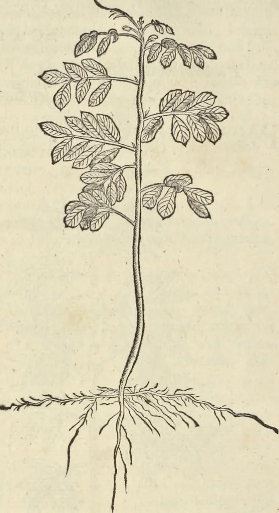 An illustration from Historia naturalis Brasiliae, : auspicio et beneficio illustriss. I. Mauritii Com. Nassau ... adornata : in qua non tantum plantæ et animalia, sed et indigenarum morbi, ingenia et mores describuntur et iconibus supra quingentas illustrantur, 1648, leaf 157