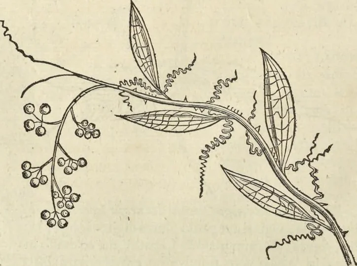 An illustration from Historia naturalis Brasiliae, : auspicio et beneficio illustriss. I. Mauritii Com. Nassau ... adornata : in qua non tantum plantæ et animalia, sed et indigenarum morbi, ingenia et mores describuntur et iconibus supra quingentas illustrantur, 1648, leaf 157