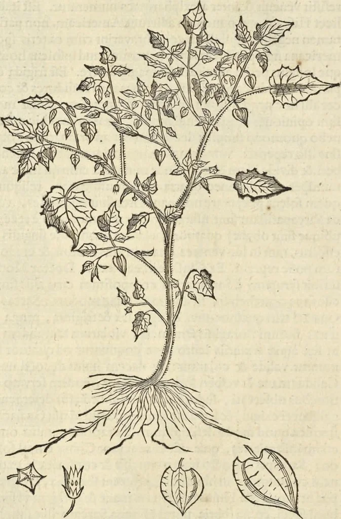 An illustration from Historia naturalis Brasiliae, : auspicio et beneficio illustriss. I. Mauritii Com. Nassau ... adornata : in qua non tantum plantæ et animalia, sed et indigenarum morbi, ingenia et mores describuntur et iconibus supra quingentas illustrantur, 1648, leaf 159