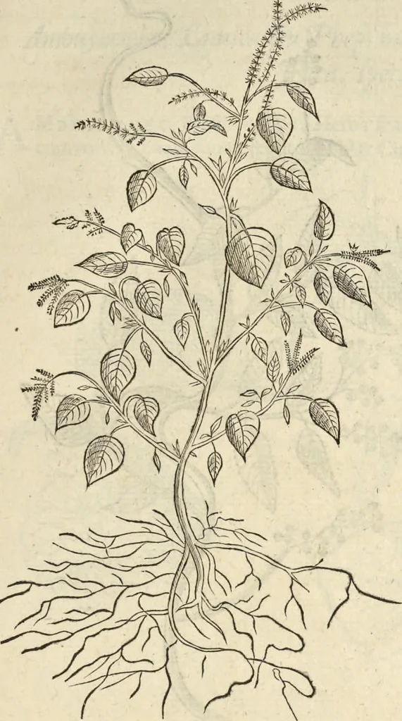 An illustration from Historia naturalis Brasiliae, : auspicio et beneficio illustriss. I. Mauritii Com. Nassau ... adornata : in qua non tantum plantæ et animalia, sed et indigenarum morbi, ingenia et mores describuntur et iconibus supra quingentas illustrantur, 1648, leaf 160
