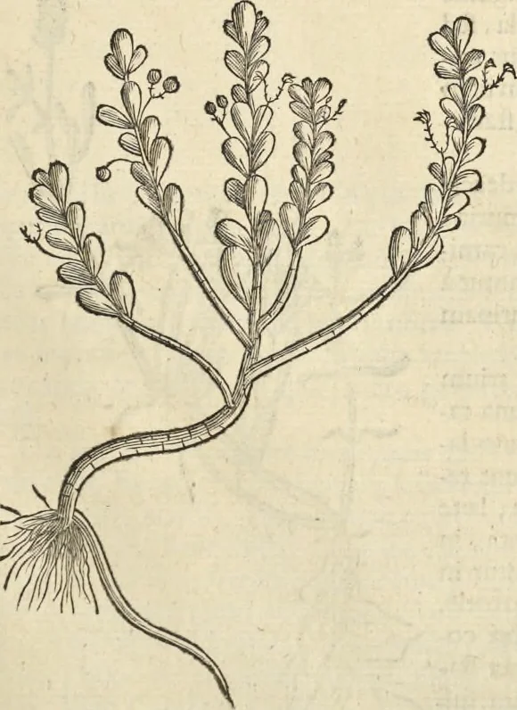 An illustration from Historia naturalis Brasiliae, : auspicio et beneficio illustriss. I. Mauritii Com. Nassau ... adornata : in qua non tantum plantæ et animalia, sed et indigenarum morbi, ingenia et mores describuntur et iconibus supra quingentas illustrantur, 1648, leaf 160
