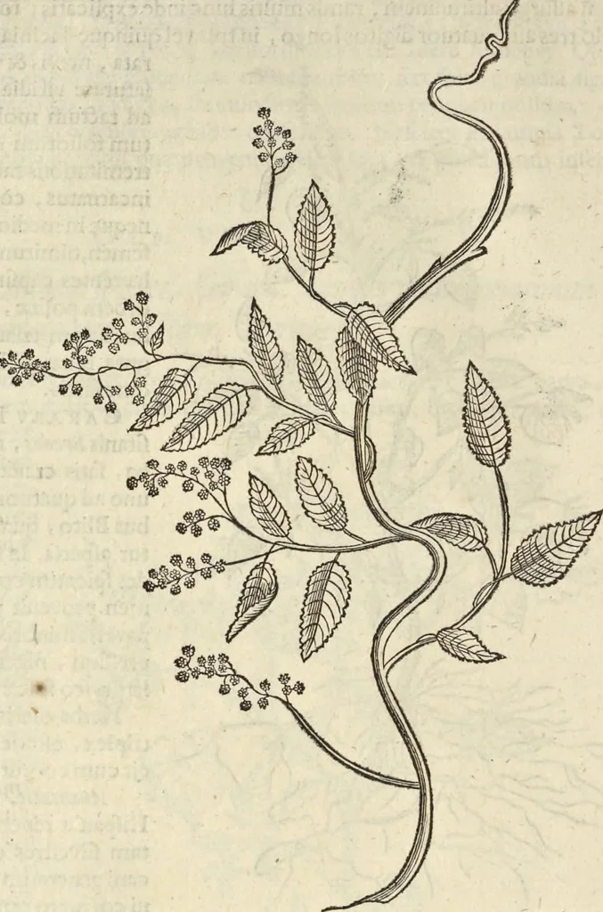 An illustration from Historia naturalis Brasiliae, : auspicio et beneficio illustriss. I. Mauritii Com. Nassau ... adornata : in qua non tantum plantæ et animalia, sed et indigenarum morbi, ingenia et mores describuntur et iconibus supra quingentas illustrantur, 1648, leaf 161