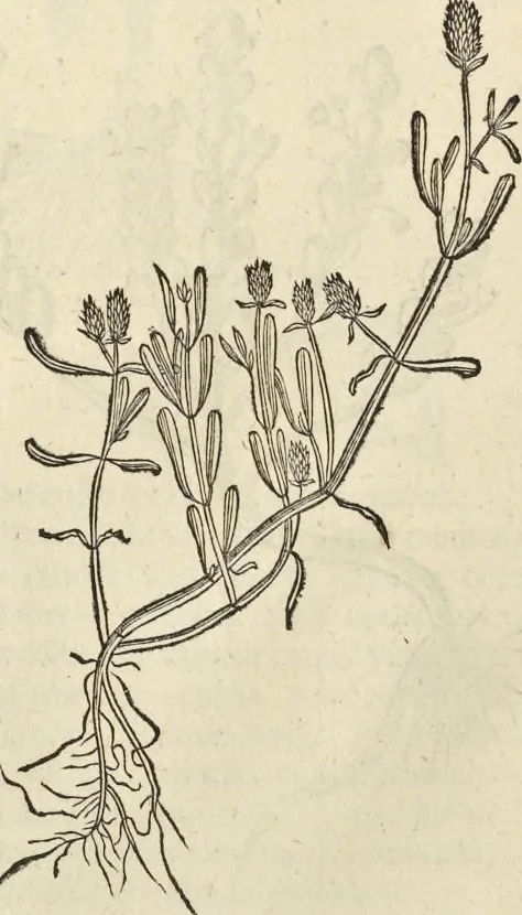 An illustration from Historia naturalis Brasiliae, : auspicio et beneficio illustriss. I. Mauritii Com. Nassau ... adornata : in qua non tantum plantæ et animalia, sed et indigenarum morbi, ingenia et mores describuntur et iconibus supra quingentas illustrantur, 1648, leaf 161