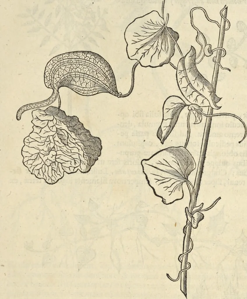 An illustration from Historia naturalis Brasiliae, : auspicio et beneficio illustriss. I. Mauritii Com. Nassau ... adornata : in qua non tantum plantæ et animalia, sed et indigenarum morbi, ingenia et mores describuntur et iconibus supra quingentas illustrantur, 1648, leaf 162