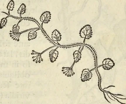 An illustration from Historia naturalis Brasiliae, : auspicio et beneficio illustriss. I. Mauritii Com. Nassau ... adornata : in qua non tantum plantæ et animalia, sed et indigenarum morbi, ingenia et mores describuntur et iconibus supra quingentas illustrantur, 1648, leaf 163