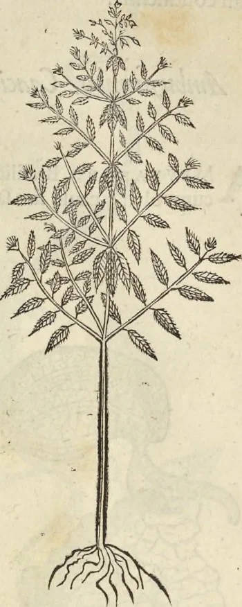 An illustration from Historia naturalis Brasiliae, : auspicio et beneficio illustriss. I. Mauritii Com. Nassau ... adornata : in qua non tantum plantæ et animalia, sed et indigenarum morbi, ingenia et mores describuntur et iconibus supra quingentas illustrantur, 1648, leaf 163