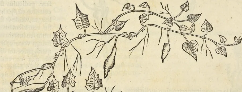 An illustration from Historia naturalis Brasiliae, : auspicio et beneficio illustriss. I. Mauritii Com. Nassau ... adornata : in qua non tantum plantæ et animalia, sed et indigenarum morbi, ingenia et mores describuntur et iconibus supra quingentas illustrantur, 1648, leaf 163