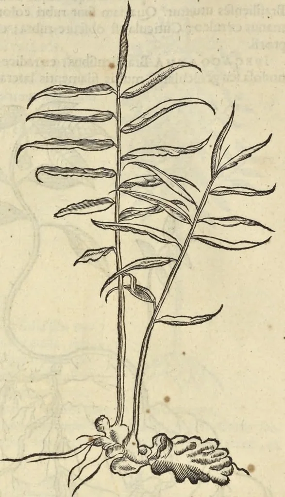 An illustration from Historia naturalis Brasiliae, : auspicio et beneficio illustriss. I. Mauritii Com. Nassau ... adornata : in qua non tantum plantæ et animalia, sed et indigenarum morbi, ingenia et mores describuntur et iconibus supra quingentas illustrantur, 1648, leaf 165