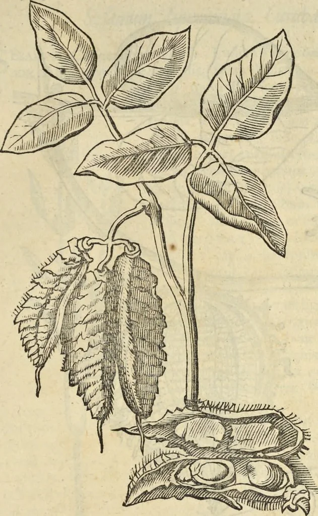 An illustration from Historia naturalis Brasiliae, : auspicio et beneficio illustriss. I. Mauritii Com. Nassau ... adornata : in qua non tantum plantæ et animalia, sed et indigenarum morbi, ingenia et mores describuntur et iconibus supra quingentas illustrantur, 1648, leaf 166
