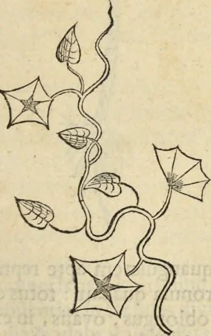 An illustration from Historia naturalis Brasiliae, : auspicio et beneficio illustriss. I. Mauritii Com. Nassau ... adornata : in qua non tantum plantæ et animalia, sed et indigenarum morbi, ingenia et mores describuntur et iconibus supra quingentas illustrantur, 1648, leaf 166
