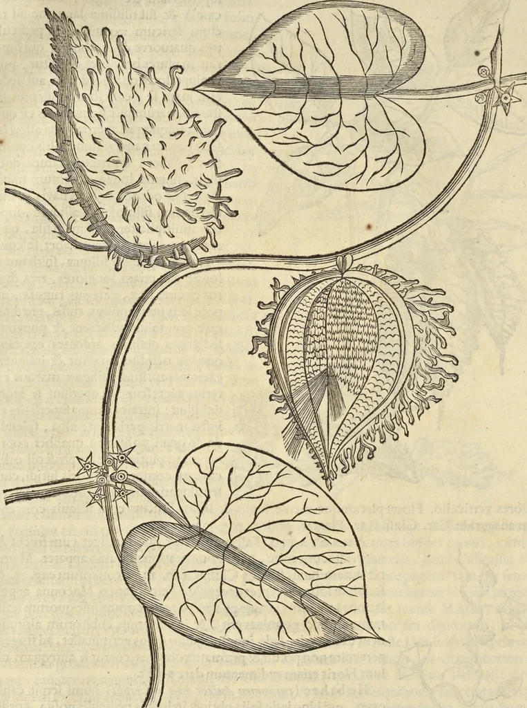 An illustration from Historia naturalis Brasiliae, : auspicio et beneficio illustriss. I. Mauritii Com. Nassau ... adornata : in qua non tantum plantæ et animalia, sed et indigenarum morbi, ingenia et mores describuntur et iconibus supra quingentas illustrantur, 1648, leaf 167