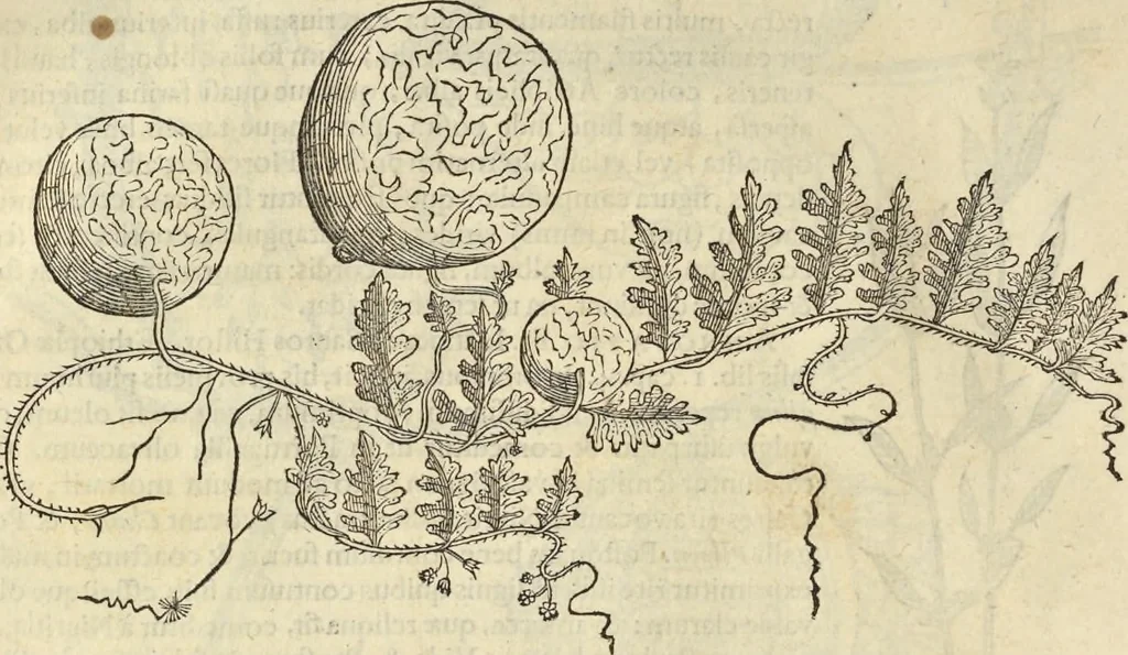 An illustration from Historia naturalis Brasiliae, : auspicio et beneficio illustriss. I. Mauritii Com. Nassau ... adornata : in qua non tantum plantæ et animalia, sed et indigenarum morbi, ingenia et mores describuntur et iconibus supra quingentas illustrantur, 1648, leaf 169