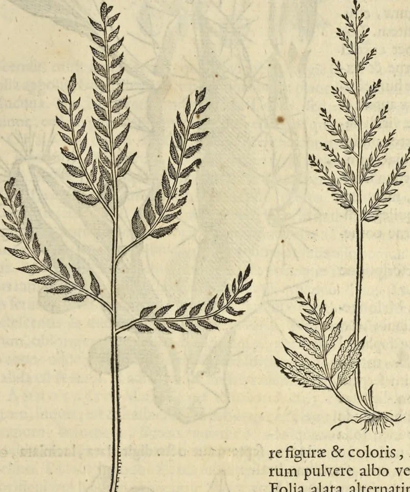 An illustration from Historia naturalis Brasiliae, : auspicio et beneficio illustriss. I. Mauritii Com. Nassau ... adornata : in qua non tantum plantæ et animalia, sed et indigenarum morbi, ingenia et mores describuntur et iconibus supra quingentas illustrantur, 1648, leaf 170