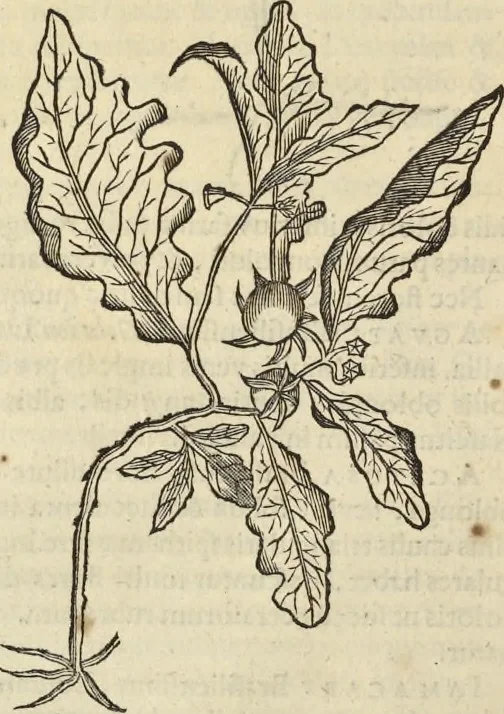 An illustration from Historia naturalis Brasiliae, : auspicio et beneficio illustriss. I. Mauritii Com. Nassau ... adornata : in qua non tantum plantæ et animalia, sed et indigenarum morbi, ingenia et mores describuntur et iconibus supra quingentas illustrantur, 1648, leaf 171