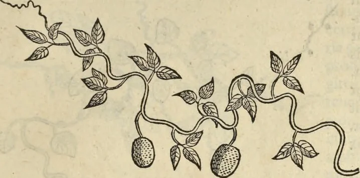 An illustration from Historia naturalis Brasiliae, : auspicio et beneficio illustriss. I. Mauritii Com. Nassau ... adornata : in qua non tantum plantæ et animalia, sed et indigenarum morbi, ingenia et mores describuntur et iconibus supra quingentas illustrantur, 1648, leaf 172