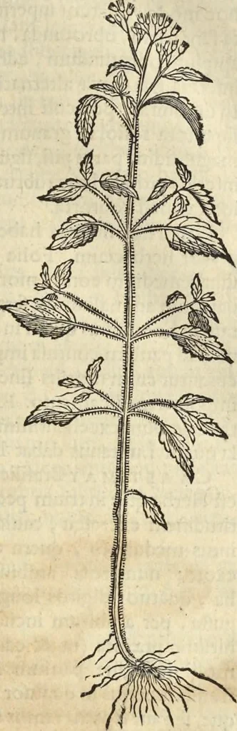 An illustration from Historia naturalis Brasiliae, : auspicio et beneficio illustriss. I. Mauritii Com. Nassau ... adornata : in qua non tantum plantæ et animalia, sed et indigenarum morbi, ingenia et mores describuntur et iconibus supra quingentas illustrantur, 1648, leaf 172