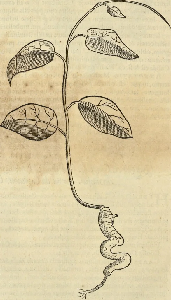 An illustration from Historia naturalis Brasiliae, : auspicio et beneficio illustriss. I. Mauritii Com. Nassau ... adornata : in qua non tantum plantæ et animalia, sed et indigenarum morbi, ingenia et mores describuntur et iconibus supra quingentas illustrantur, 1648, leaf 173