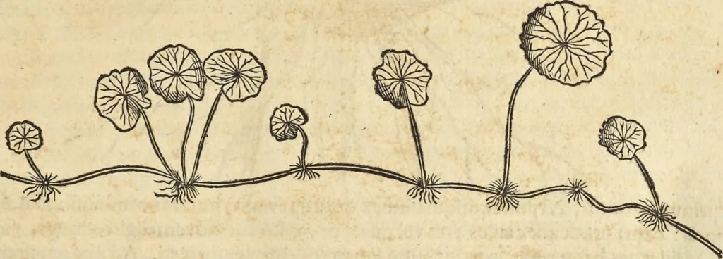 An illustration from Historia naturalis Brasiliae, : auspicio et beneficio illustriss. I. Mauritii Com. Nassau ... adornata : in qua non tantum plantæ et animalia, sed et indigenarum morbi, ingenia et mores describuntur et iconibus supra quingentas illustrantur, 1648, leaf 174