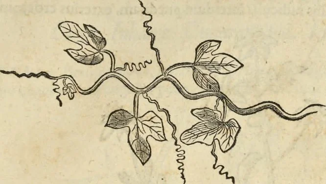 An illustration from Historia naturalis Brasiliae, : auspicio et beneficio illustriss. I. Mauritii Com. Nassau ... adornata : in qua non tantum plantæ et animalia, sed et indigenarum morbi, ingenia et mores describuntur et iconibus supra quingentas illustrantur, 1648, leaf 174