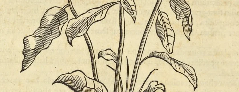 An illustration from Historia naturalis Brasiliae, : auspicio et beneficio illustriss. I. Mauritii Com. Nassau ... adornata : in qua non tantum plantæ et animalia, sed et indigenarum morbi, ingenia et mores describuntur et iconibus supra quingentas illustrantur, 1648, leaf 175