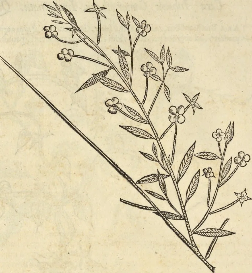 An illustration from Historia naturalis Brasiliae, : auspicio et beneficio illustriss. I. Mauritii Com. Nassau ... adornata : in qua non tantum plantæ et animalia, sed et indigenarum morbi, ingenia et mores describuntur et iconibus supra quingentas illustrantur, 1648, leaf 177