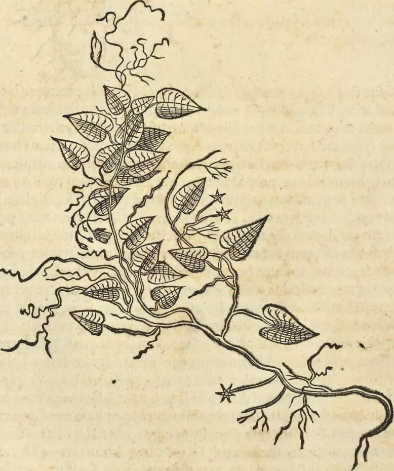 An illustration from Historia naturalis Brasiliae, : auspicio et beneficio illustriss. I. Mauritii Com. Nassau ... adornata : in qua non tantum plantæ et animalia, sed et indigenarum morbi, ingenia et mores describuntur et iconibus supra quingentas illustrantur, 1648, leaf 177