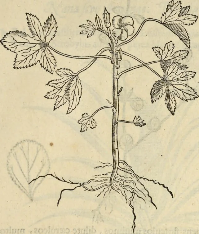 An illustration from Historia naturalis Brasiliae, : auspicio et beneficio illustriss. I. Mauritii Com. Nassau ... adornata : in qua non tantum plantæ et animalia, sed et indigenarum morbi, ingenia et mores describuntur et iconibus supra quingentas illustrantur, 1648, leaf 178