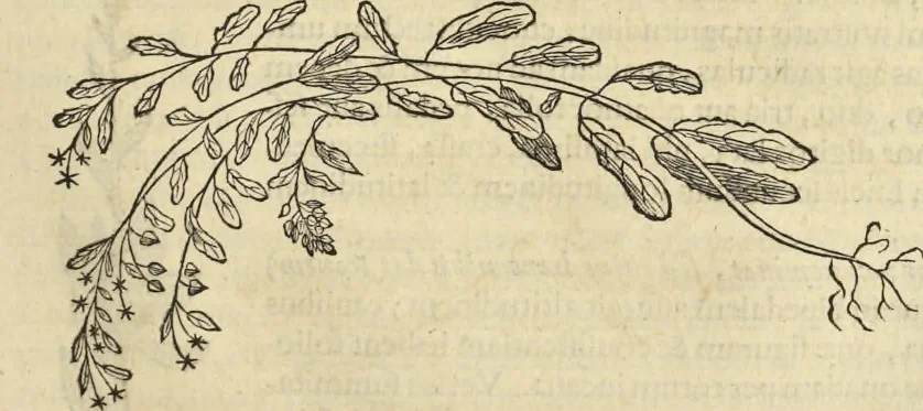 An illustration from Historia naturalis Brasiliae, : auspicio et beneficio illustriss. I. Mauritii Com. Nassau ... adornata : in qua non tantum plantæ et animalia, sed et indigenarum morbi, ingenia et mores describuntur et iconibus supra quingentas illustrantur, 1648, leaf 178