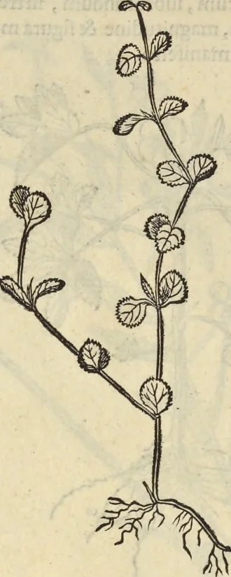 An illustration from Historia naturalis Brasiliae, : auspicio et beneficio illustriss. I. Mauritii Com. Nassau ... adornata : in qua non tantum plantæ et animalia, sed et indigenarum morbi, ingenia et mores describuntur et iconibus supra quingentas illustrantur, 1648, leaf 179