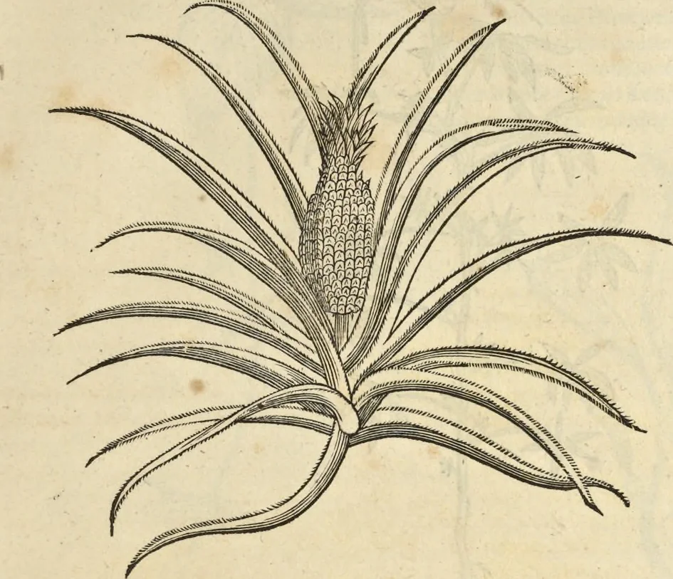 An illustration from Historia naturalis Brasiliae, : auspicio et beneficio illustriss. I. Mauritii Com. Nassau ... adornata : in qua non tantum plantæ et animalia, sed et indigenarum morbi, ingenia et mores describuntur et iconibus supra quingentas illustrantur, 1648, leaf 180