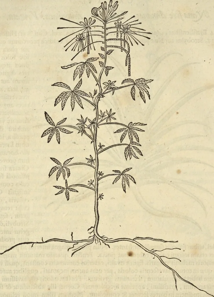 An illustration from Historia naturalis Brasiliae, : auspicio et beneficio illustriss. I. Mauritii Com. Nassau ... adornata : in qua non tantum plantæ et animalia, sed et indigenarum morbi, ingenia et mores describuntur et iconibus supra quingentas illustrantur, 1648, leaf 181
