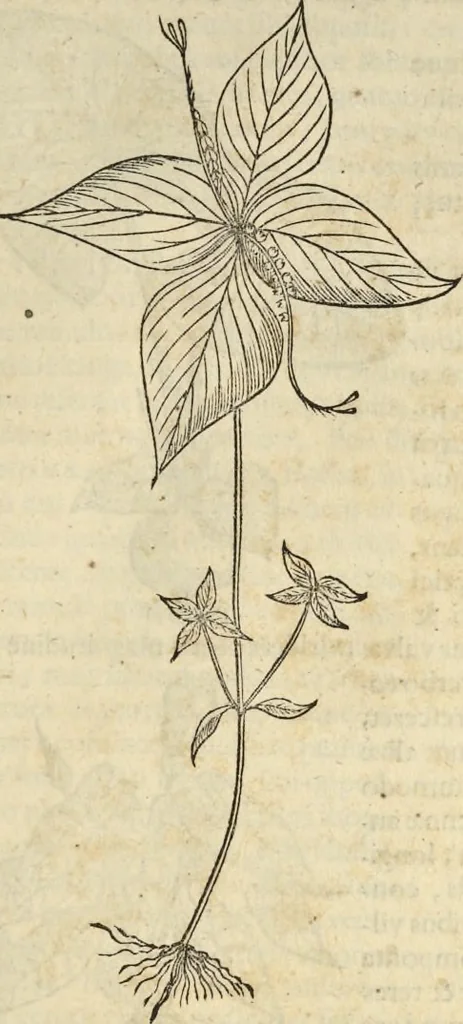 An illustration from Historia naturalis Brasiliae, : auspicio et beneficio illustriss. I. Mauritii Com. Nassau ... adornata : in qua non tantum plantæ et animalia, sed et indigenarum morbi, ingenia et mores describuntur et iconibus supra quingentas illustrantur, 1648, leaf 182
