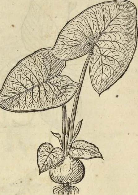 An illustration from Historia naturalis Brasiliae, : auspicio et beneficio illustriss. I. Mauritii Com. Nassau ... adornata : in qua non tantum plantæ et animalia, sed et indigenarum morbi, ingenia et mores describuntur et iconibus supra quingentas illustrantur, 1648, leaf 183