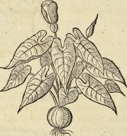 An illustration from Historia naturalis Brasiliae, : auspicio et beneficio illustriss. I. Mauritii Com. Nassau ... adornata : in qua non tantum plantæ et animalia, sed et indigenarum morbi, ingenia et mores describuntur et iconibus supra quingentas illustrantur, 1648, leaf 183