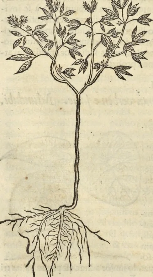 An illustration from Historia naturalis Brasiliae, : auspicio et beneficio illustriss. I. Mauritii Com. Nassau ... adornata : in qua non tantum plantæ et animalia, sed et indigenarum morbi, ingenia et mores describuntur et iconibus supra quingentas illustrantur, 1648, leaf 183