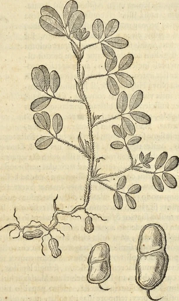 An illustration from Historia naturalis Brasiliae, : auspicio et beneficio illustriss. I. Mauritii Com. Nassau ... adornata : in qua non tantum plantæ et animalia, sed et indigenarum morbi, ingenia et mores describuntur et iconibus supra quingentas illustrantur, 1648, leaf 184