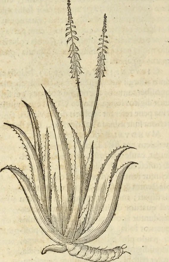 An illustration from Historia naturalis Brasiliae, : auspicio et beneficio illustriss. I. Mauritii Com. Nassau ... adornata : in qua non tantum plantæ et animalia, sed et indigenarum morbi, ingenia et mores describuntur et iconibus supra quingentas illustrantur, 1648, leaf 185
