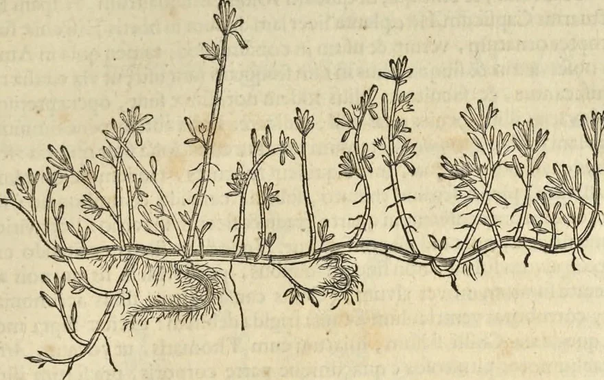 An illustration from Historia naturalis Brasiliae, : auspicio et beneficio illustriss. I. Mauritii Com. Nassau ... adornata : in qua non tantum plantæ et animalia, sed et indigenarum morbi, ingenia et mores describuntur et iconibus supra quingentas illustrantur, 1648, leaf 186