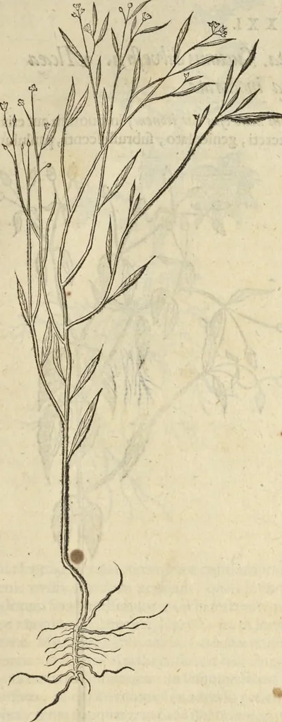 An illustration from Historia naturalis Brasiliae, : auspicio et beneficio illustriss. I. Mauritii Com. Nassau ... adornata : in qua non tantum plantæ et animalia, sed et indigenarum morbi, ingenia et mores describuntur et iconibus supra quingentas illustrantur, 1648, leaf 190