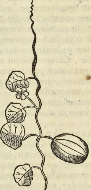 An illustration from Historia naturalis Brasiliae, : auspicio et beneficio illustriss. I. Mauritii Com. Nassau ... adornata : in qua non tantum plantæ et animalia, sed et indigenarum morbi, ingenia et mores describuntur et iconibus supra quingentas illustrantur, 1648, leaf 191