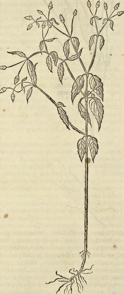 An illustration from Historia naturalis Brasiliae, : auspicio et beneficio illustriss. I. Mauritii Com. Nassau ... adornata : in qua non tantum plantæ et animalia, sed et indigenarum morbi, ingenia et mores describuntur et iconibus supra quingentas illustrantur, 1648, leaf 191