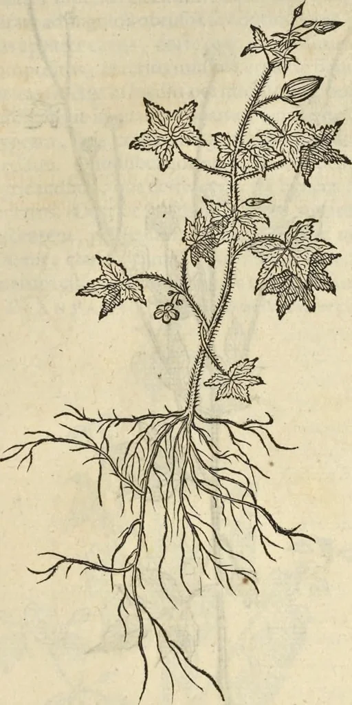 An illustration from Historia naturalis Brasiliae, : auspicio et beneficio illustriss. I. Mauritii Com. Nassau ... adornata : in qua non tantum plantæ et animalia, sed et indigenarum morbi, ingenia et mores describuntur et iconibus supra quingentas illustrantur, 1648, leaf 192